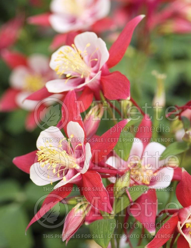 Aquilegia Origami Red and White (Columbine) 2