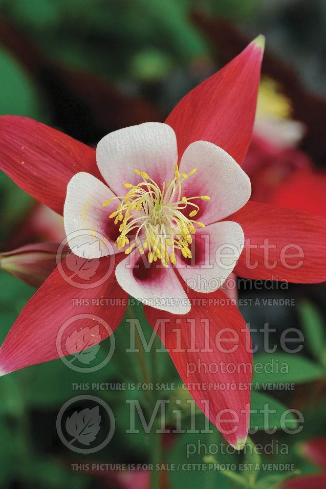 Aquilegia Origami Red and White (Columbine) 1