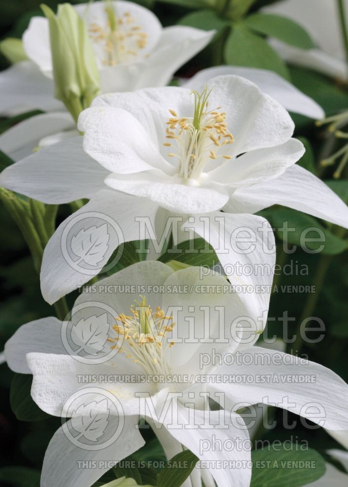 Aquilegia Origami White (Columbine) 2