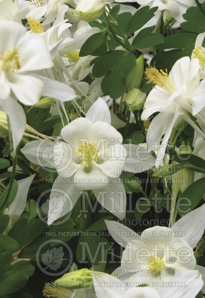 Aquilegia Origami White (Columbine) 1