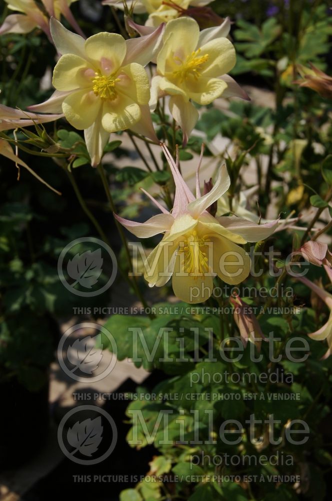 Aquilegia Origami Yellow (Columbine) 2 