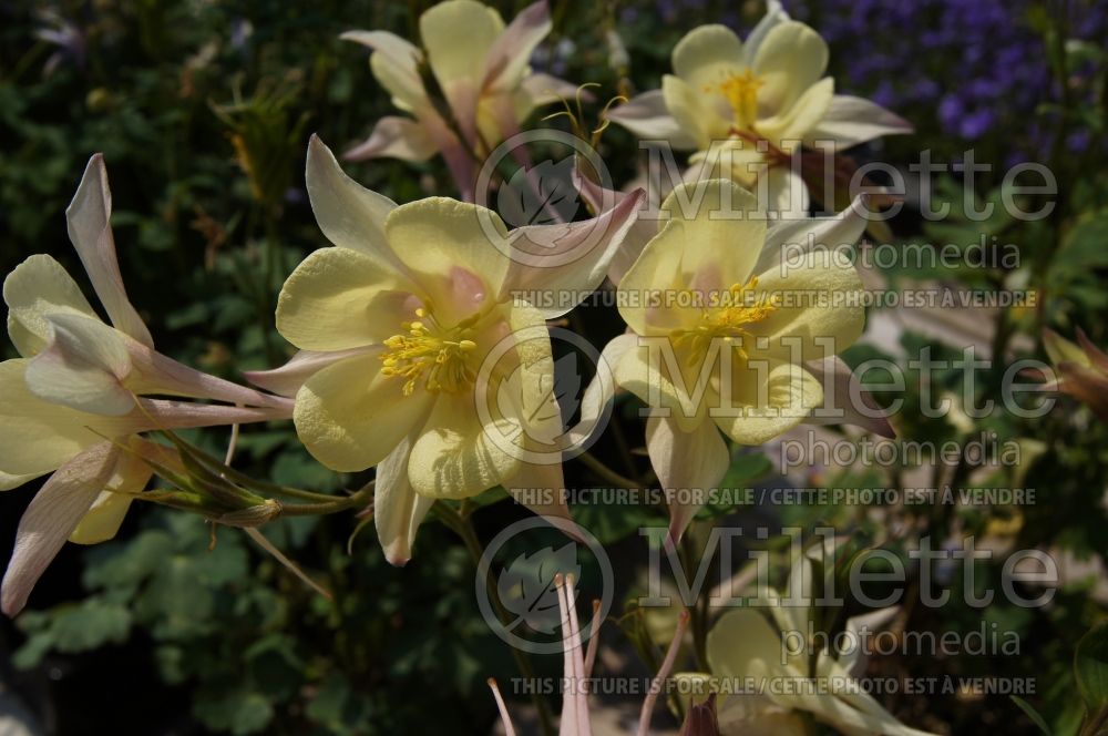 Aquilegia Origami Yellow (Columbine) 1 