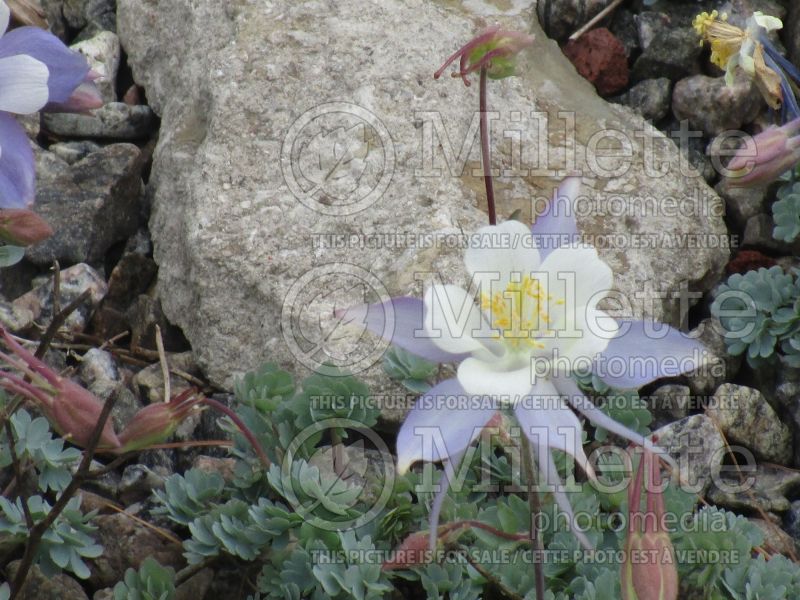 Aquilegia scopulorum (Columbine) 1