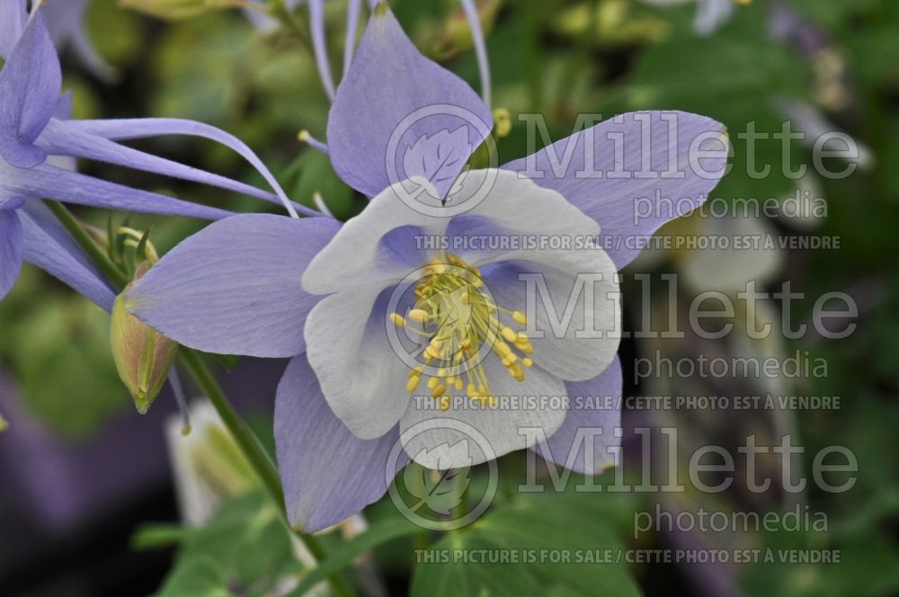 Aquilegia Songbird Bluebird (Columbine) 3