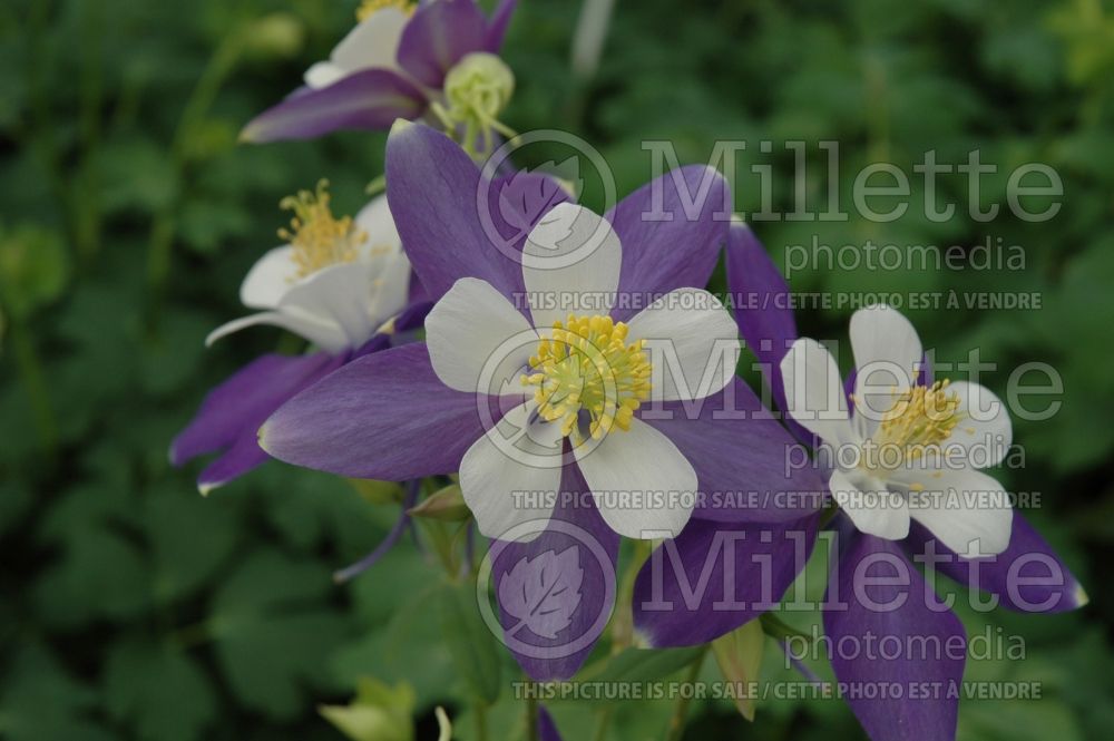 Aquilegia Songbird Blue Jay (Columbine) 1