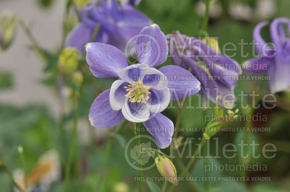 Aquilegia Songbird Bunting (Columbine) 3