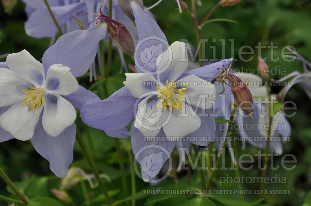 Aquilegia Songbird Bunting (Columbine) 1