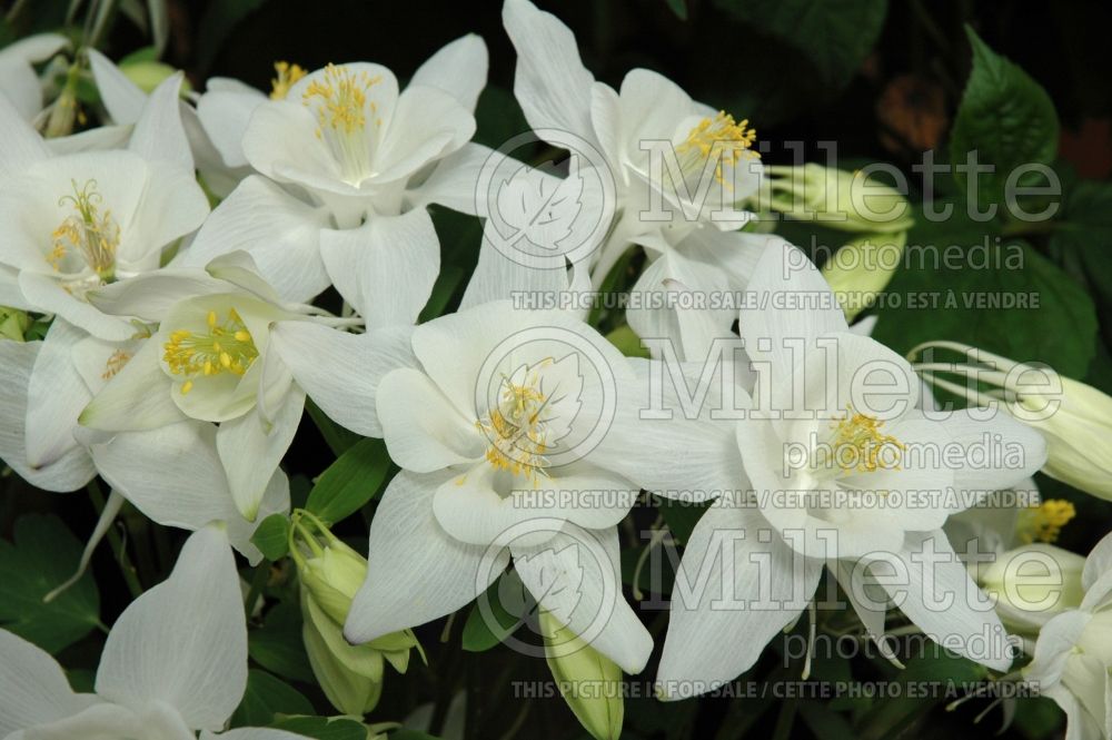 Aquilegia Songbird Dove (Columbine) 2