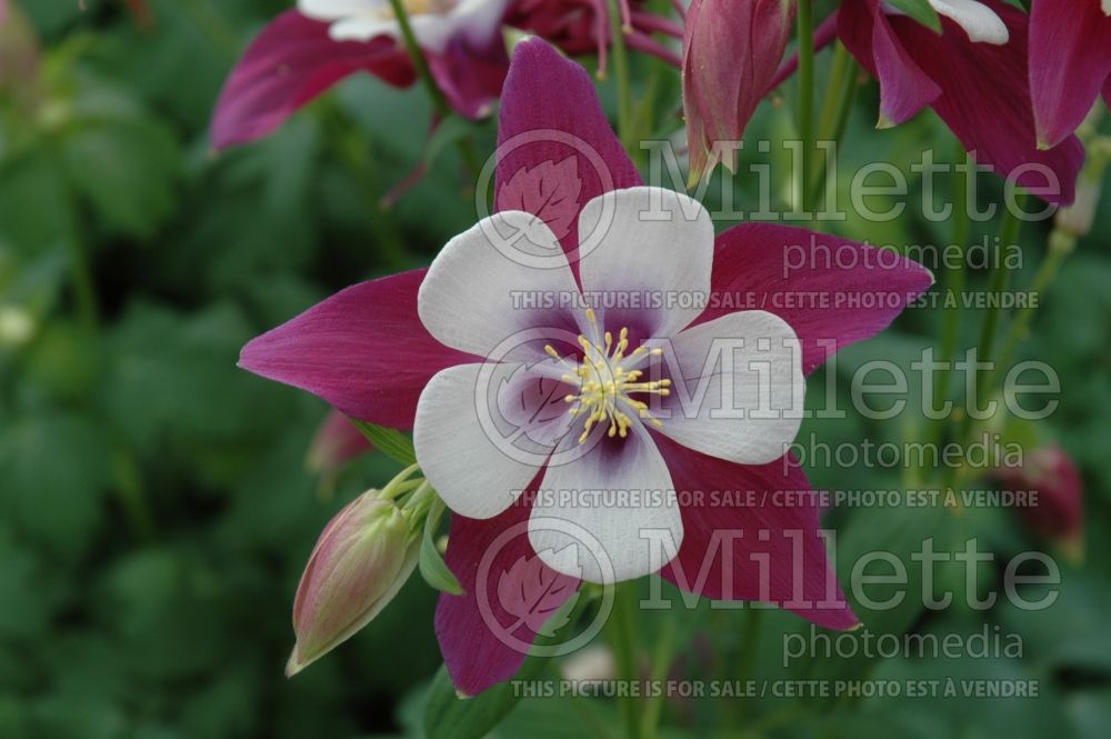 Aquilegia Songbird Nightingale (Columbine) 2