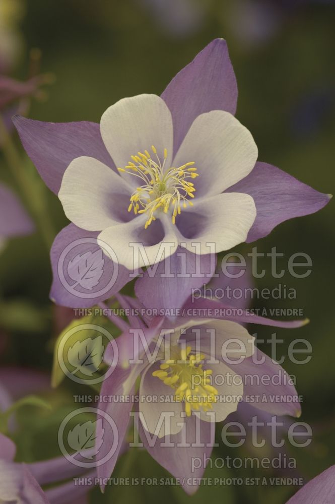 Aquilegia Songbird Nightingale (Columbine) 1