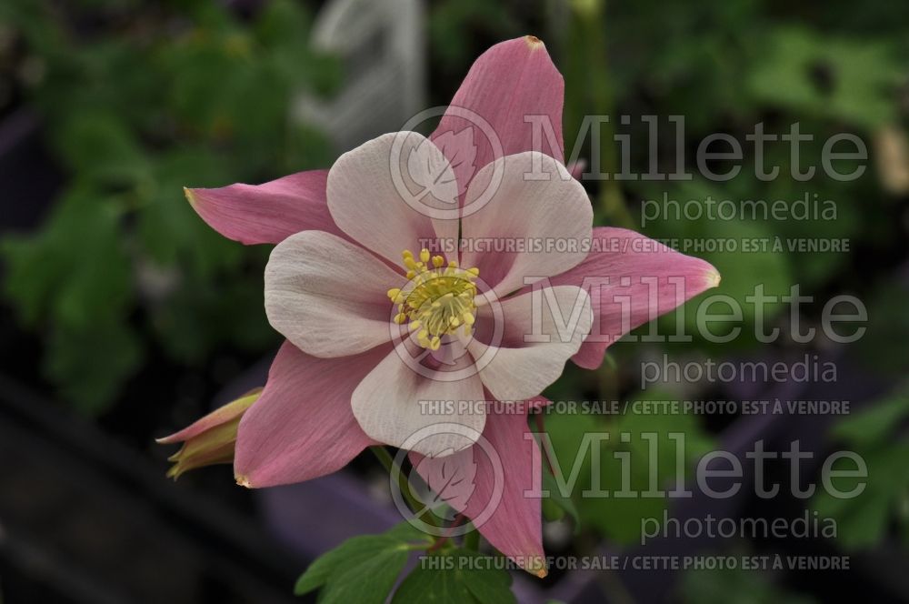 Aquilegia Songbird Robin (Columbine) 2