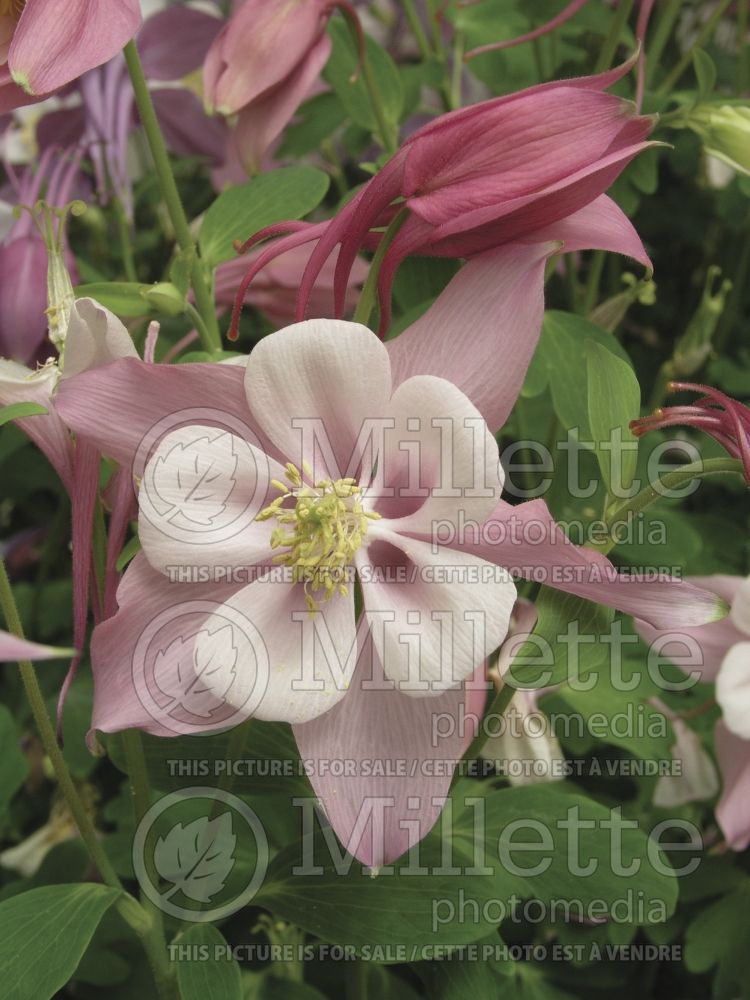 Aquilegia Songbird Robin (Columbine) 1