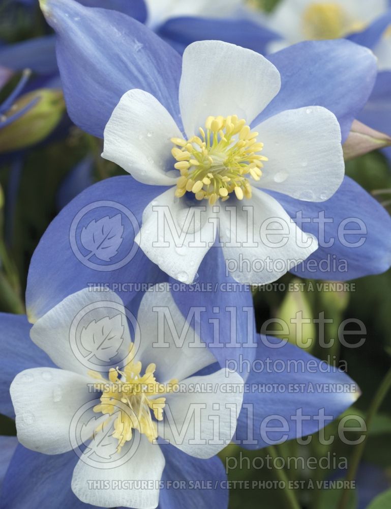 Aquilegia Swan Blue and White (Columbine) 1 