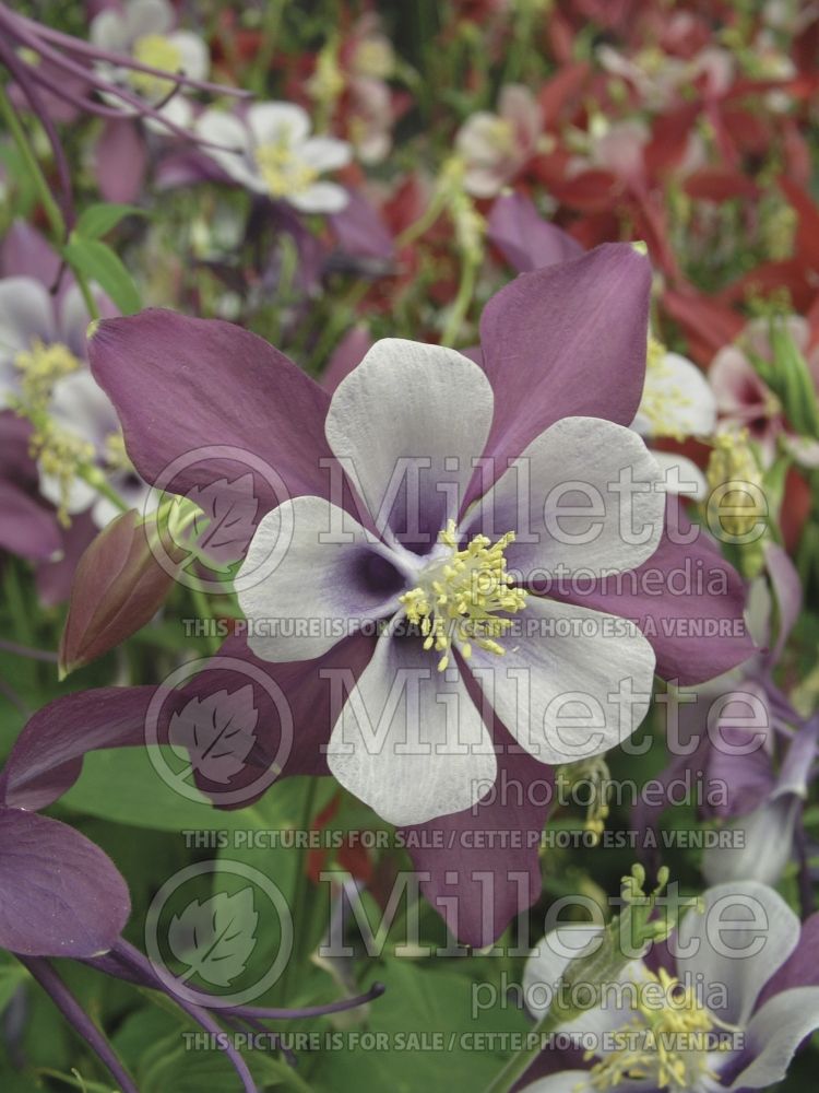 Aquilegia Swan Lavender (Columbine) 1 