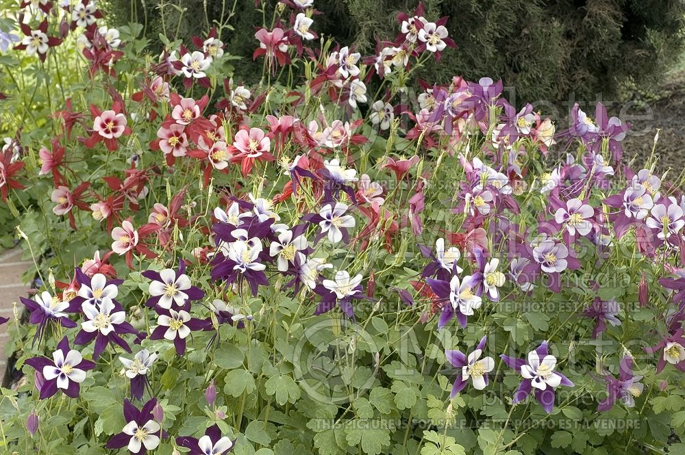 Aquilegia - Mix (columbine) 6 