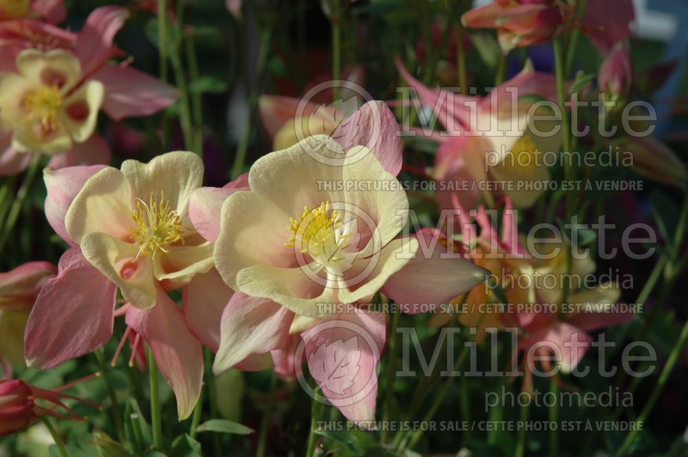 Aquilegia Swan Pink and Yellow (Columbine) 2 