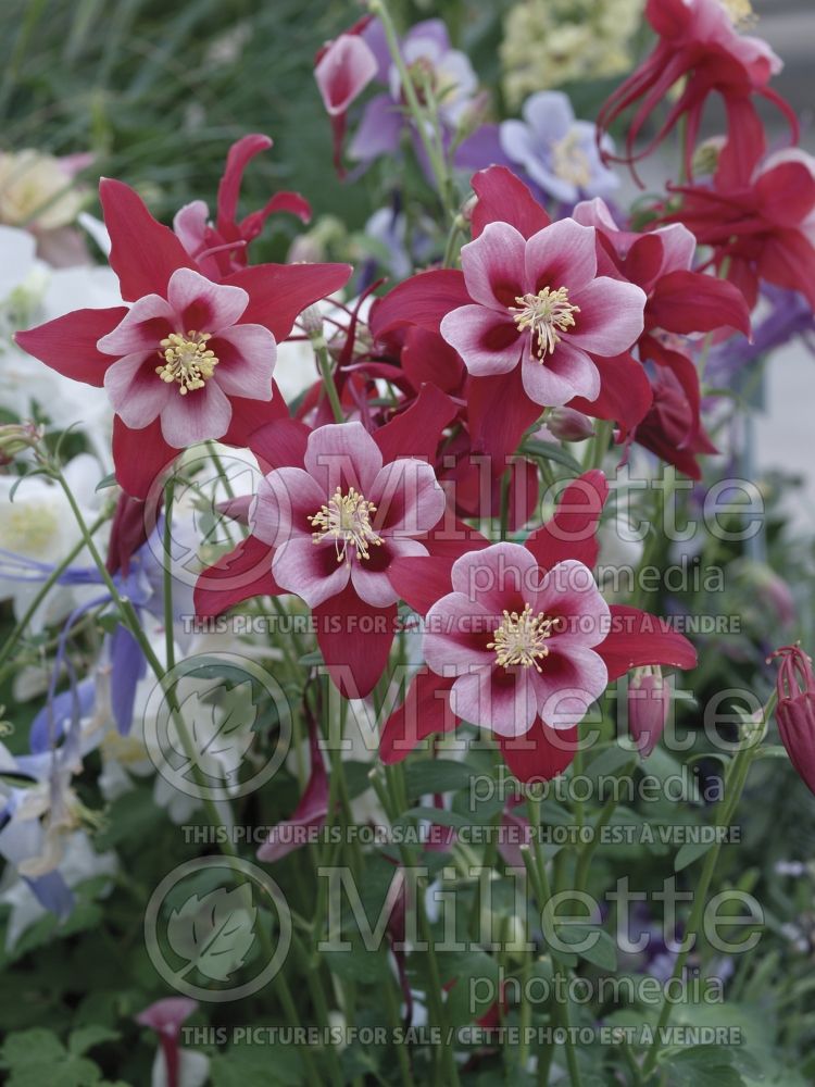 Aquilegia Swan Red and White (Columbine) 1 