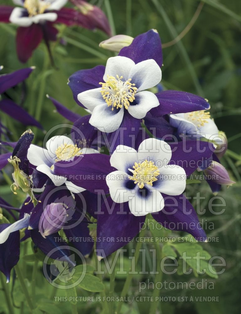 Aquilegia Swan Violet and White (Columbine) 1 