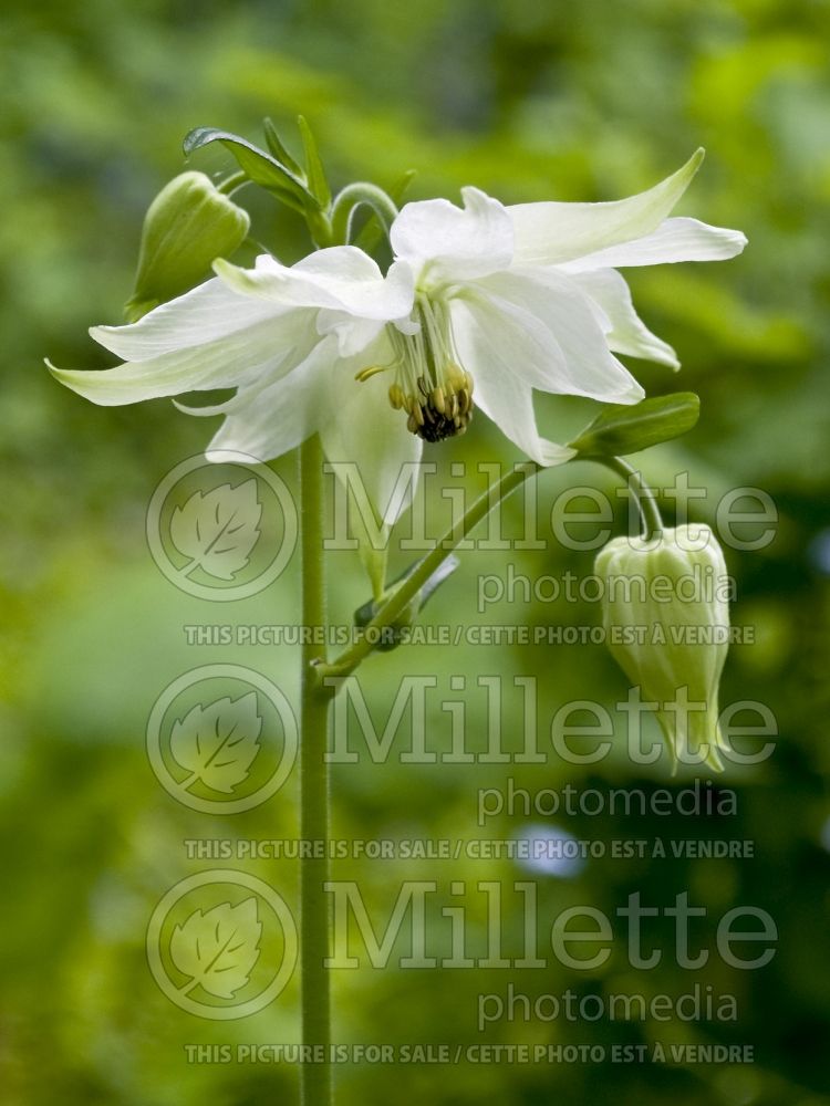 Aquiliegia Anemoniflora (Columbine) 1  