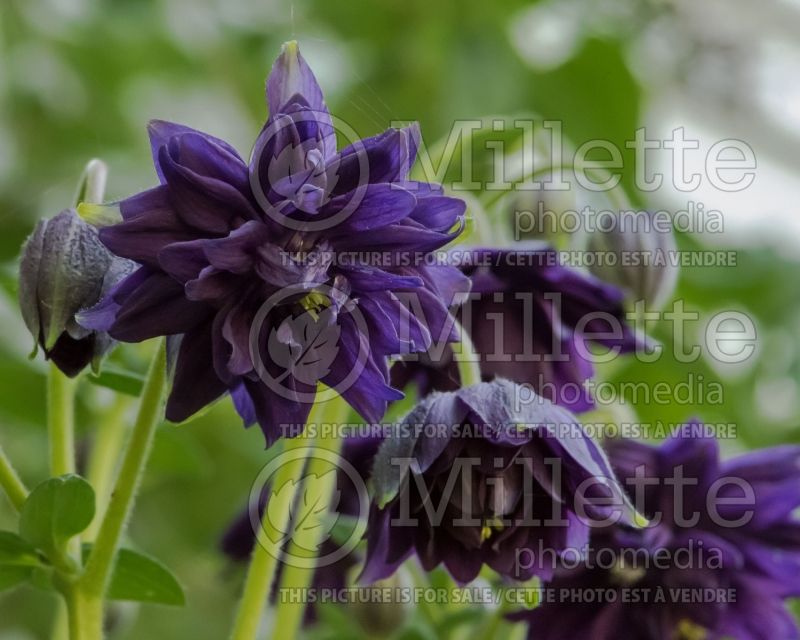 Aquilegia Blue Barlow (Columbine) 2