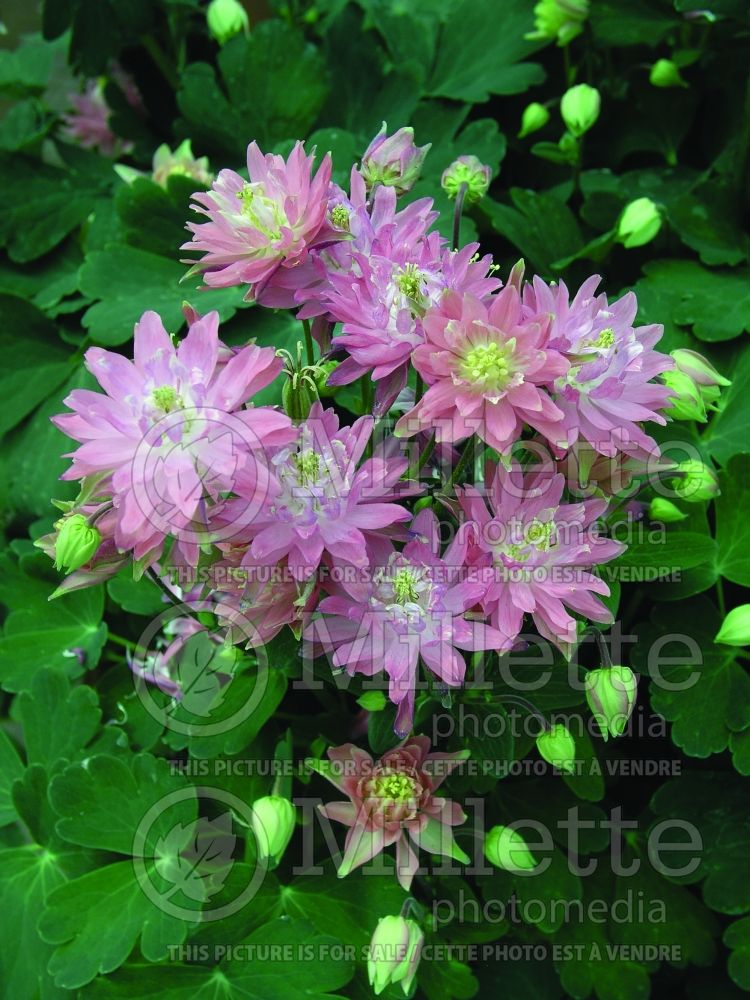 Aquilegia Clementine Salmon Rose (Columbine) 3