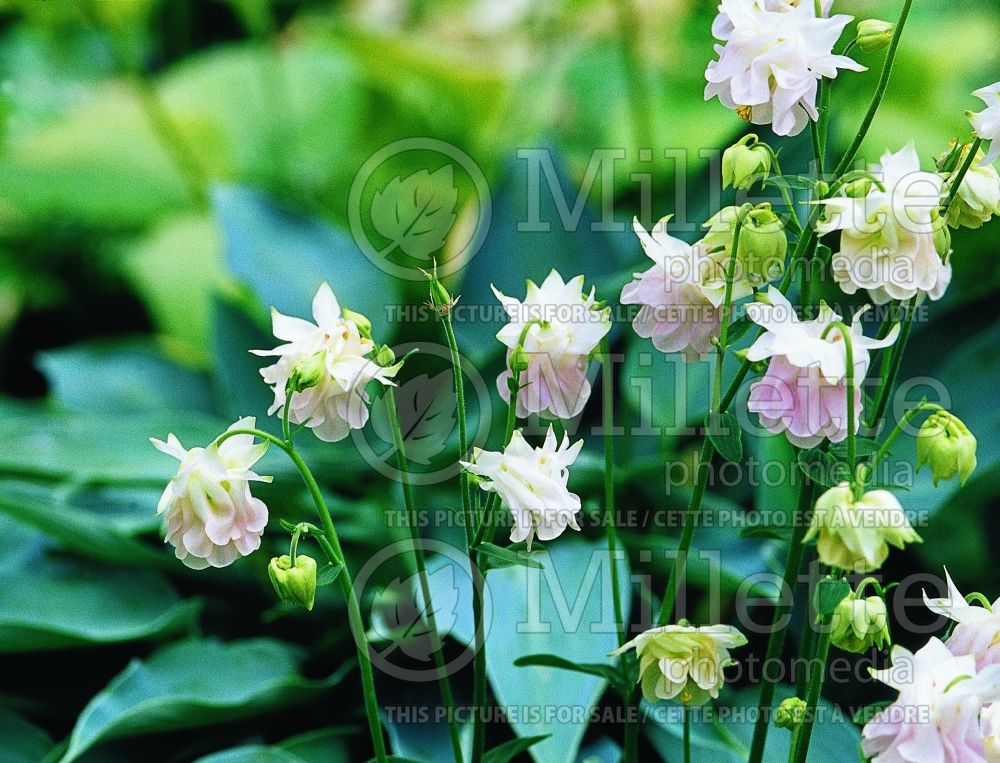 Aquilegia Jane Hollow (Columbine) 1