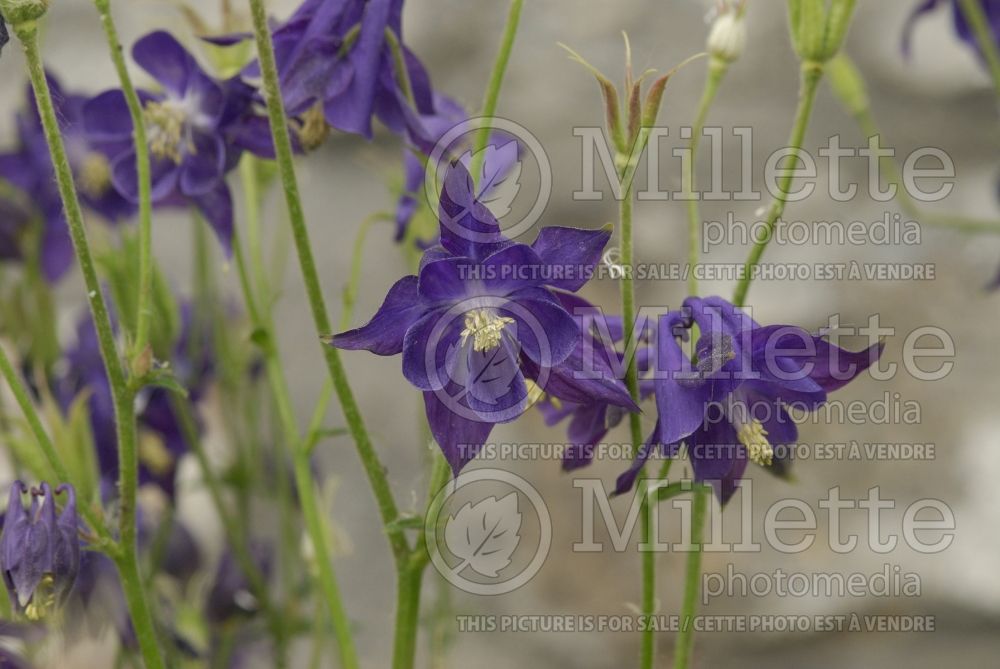 Aquilegia vulgaris (Columbine) 2