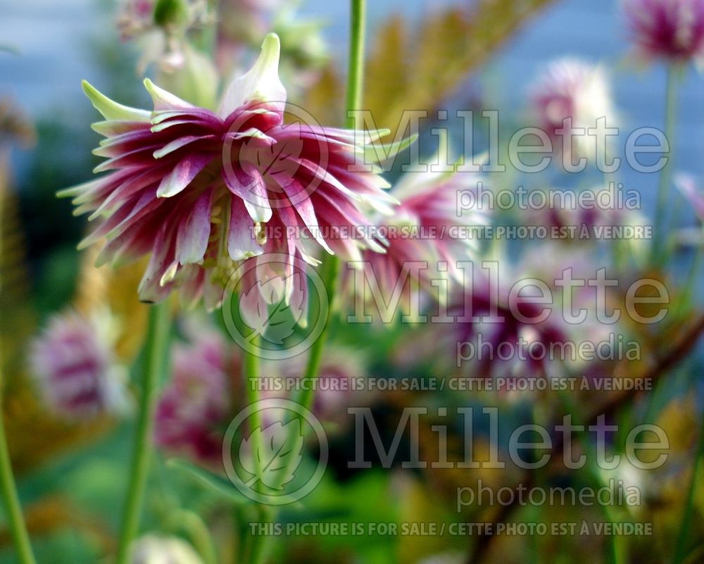 Aquilegia Nora Barlow (Columbine) 3