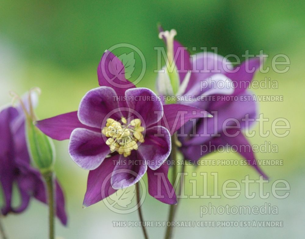 Aquilegia Winky Double Purple and White (Columbine) 3 