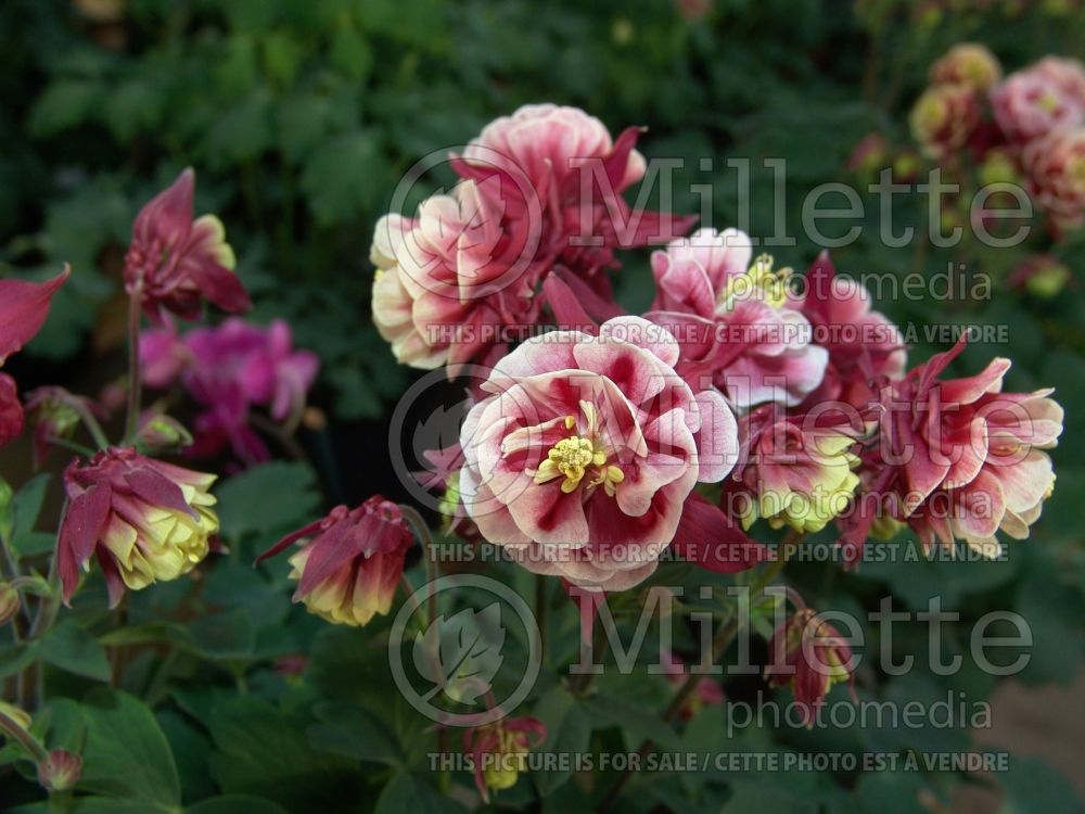 Aquilegia Winky Double Red and White (Columbine) 5 