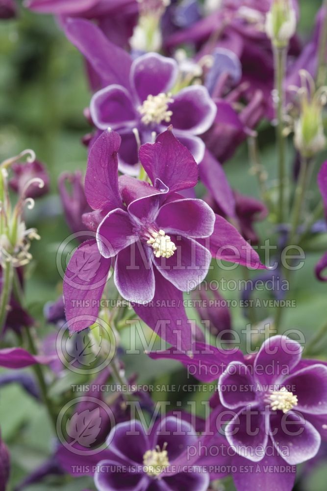 Aquilegia Winky Double Purple and White (Columbine) 2 