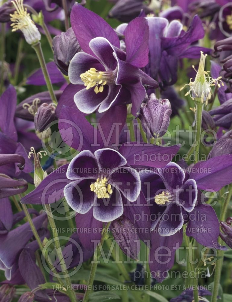 Aquilegia Winky Double Purple and White (Columbine) 1 