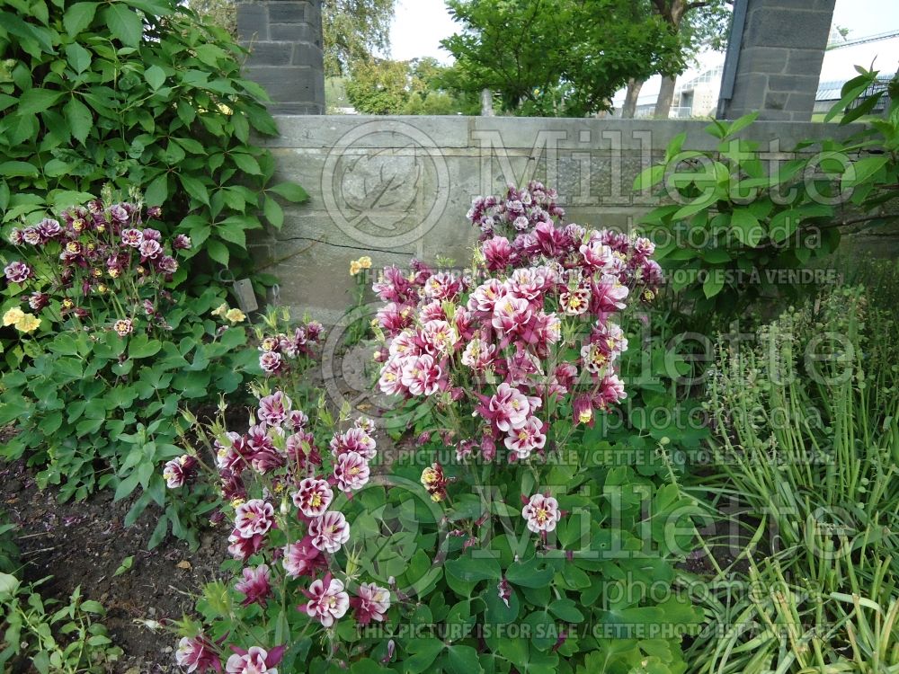 Aquilegia Winky Double Red and White (Columbine) 4 