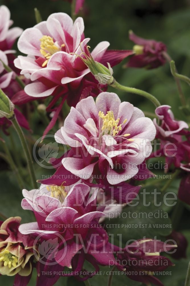 Aquilegia Winky Double Red and White (Columbine) 1 