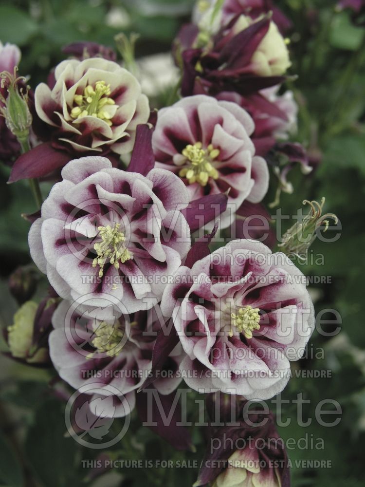 Aquilegia Winky Double Red and White (Columbine) 2 