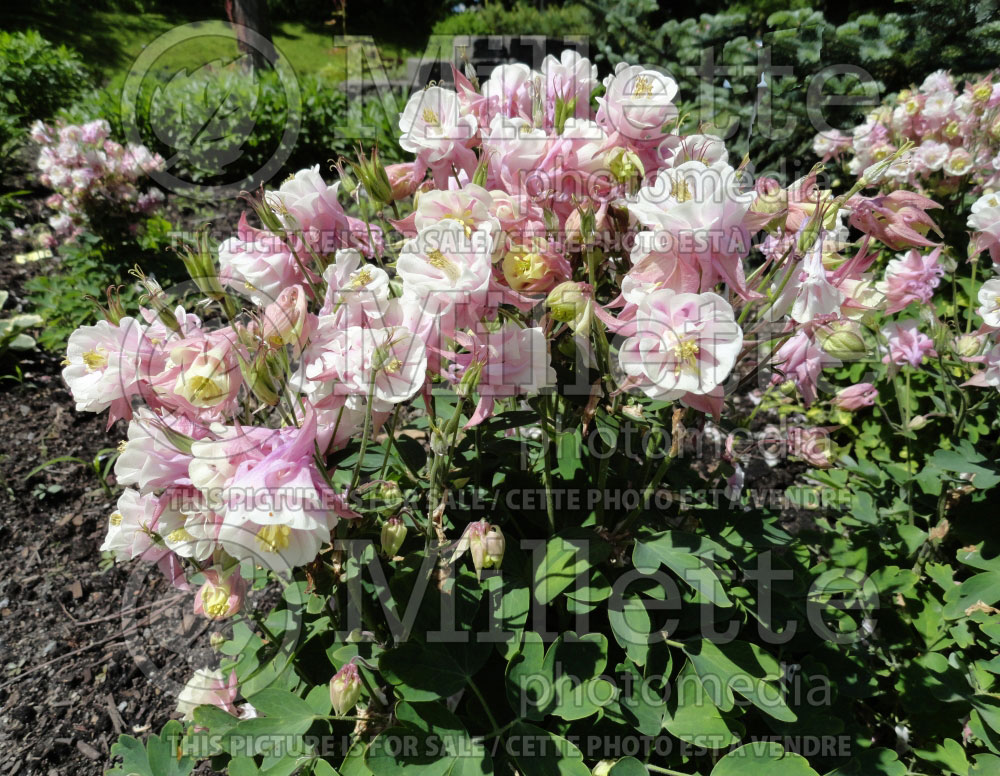 Aquilegia Winky Double Rose and White (Columbine) 2 