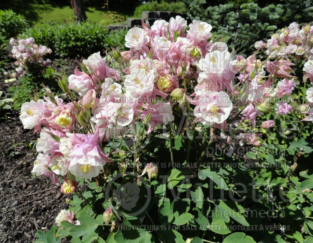 Aquilegia Winky Double Rose and White (Columbine) 1 