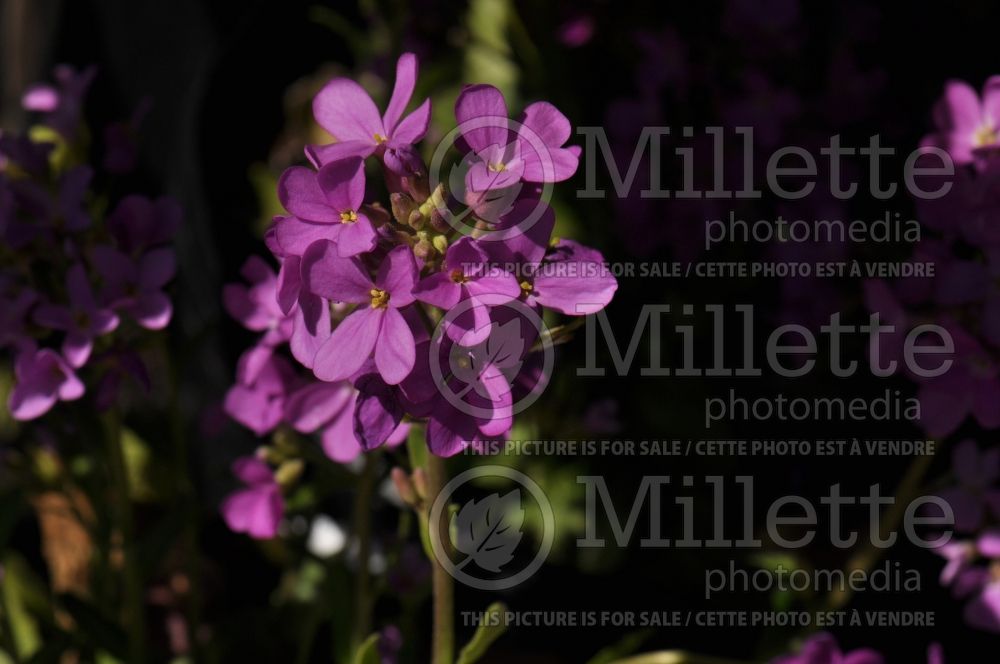 Arabis Spring Charm (Wall Cress) 1 