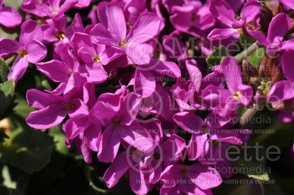 Arabis Spring Charm (Wall Cress) 3 