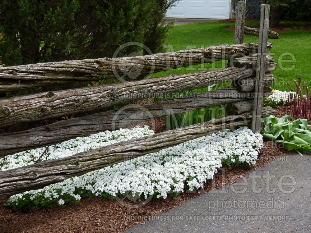 Caucasian Rockcress in front of a perch fence(Ambiance) 18 