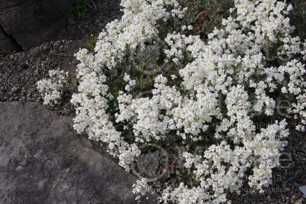 Arabis Flore Pleno (Rock Cress) 1 