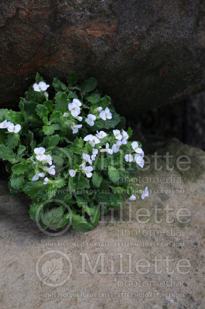 Arabis Snowfix (Rock Cress)  1