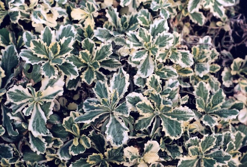 Arabis Variegata (Variegated Wall Cress) 1 