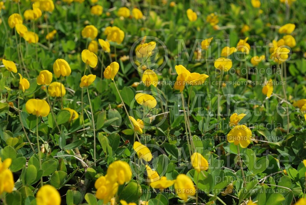 Arachis glabrata (Creeping forage peanut Golden Glory) 1 