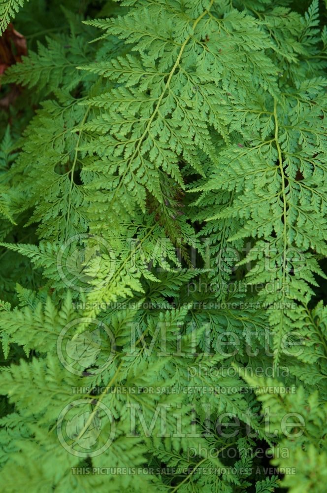 Arachniodes standishii (Upside-down fern) 5 