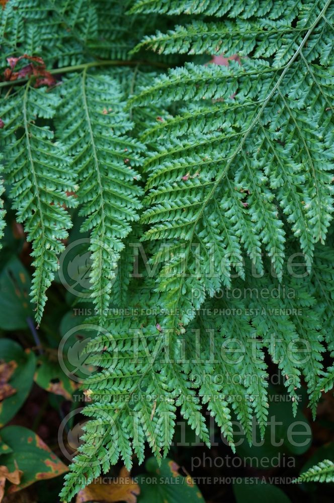 Arachniodes standishii (Upside-down fern) 4 