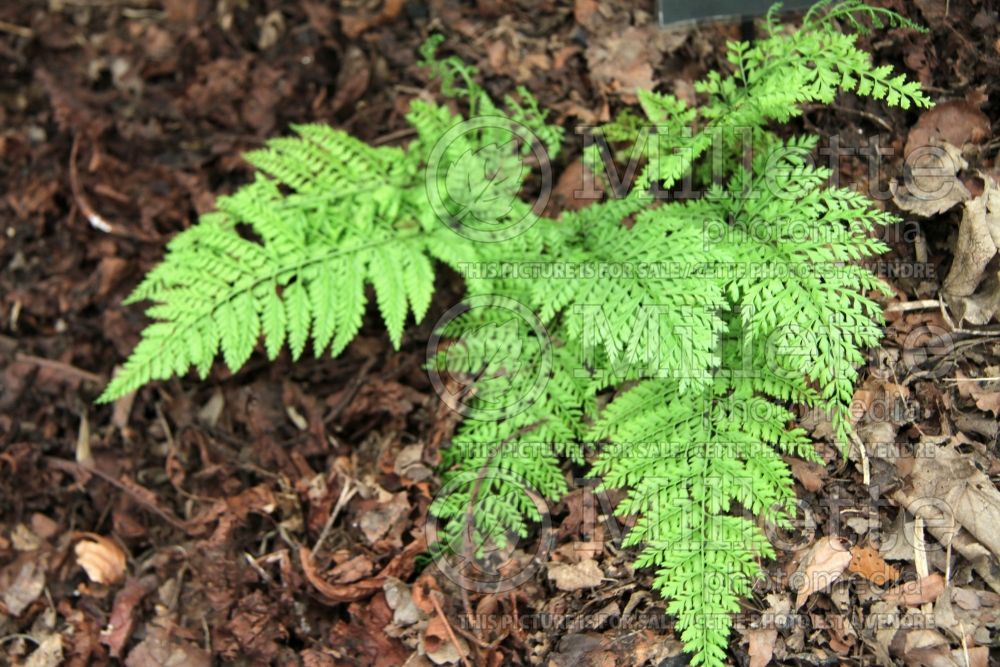 Arachniodes standishii (Upside-down fern) 2 