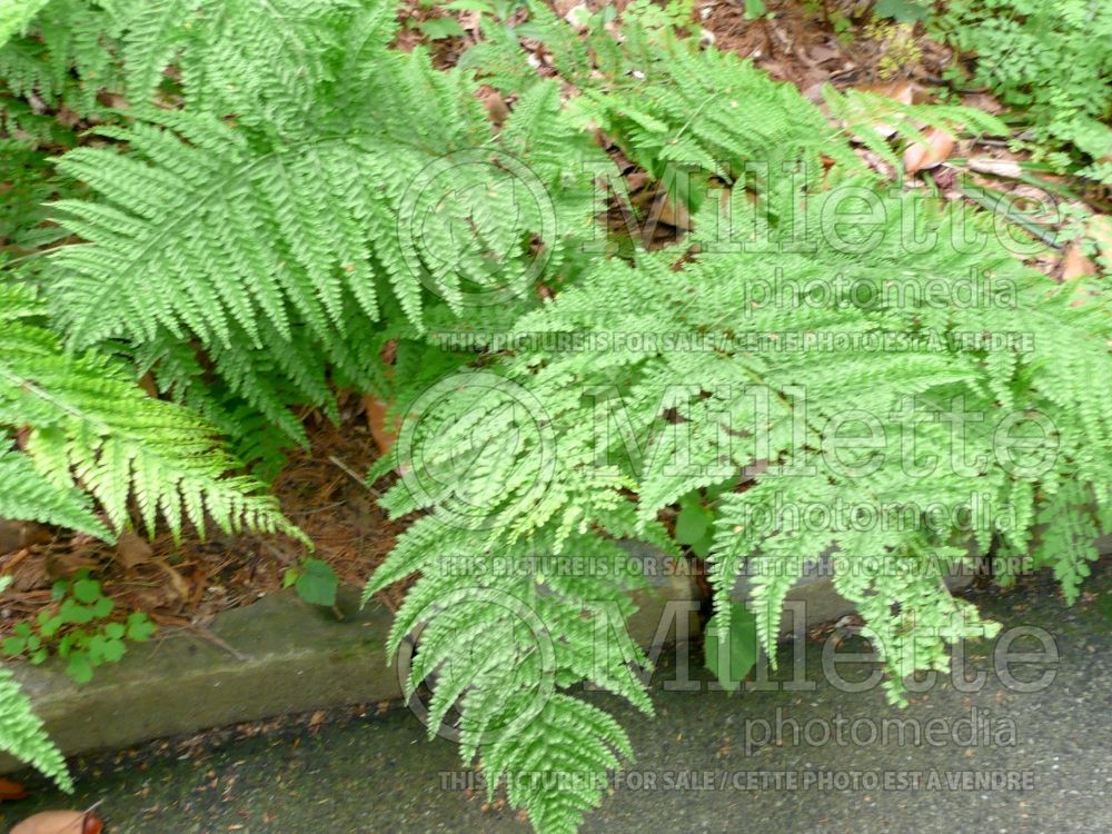 Arachniodes standishii (Upside-down fern) 3 