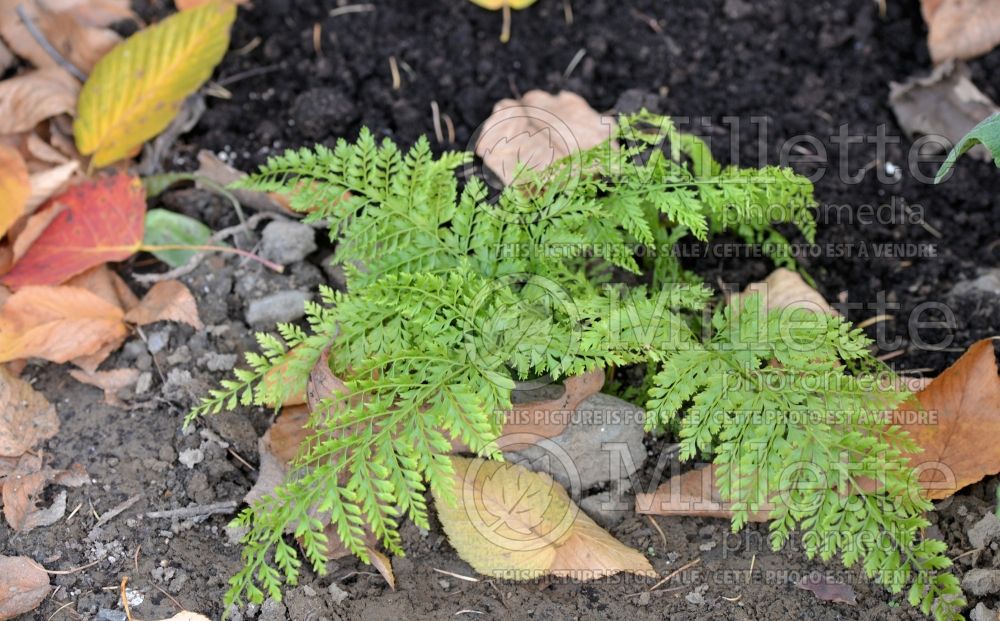 Arachniodes standishii (Upside-down fern) 1 