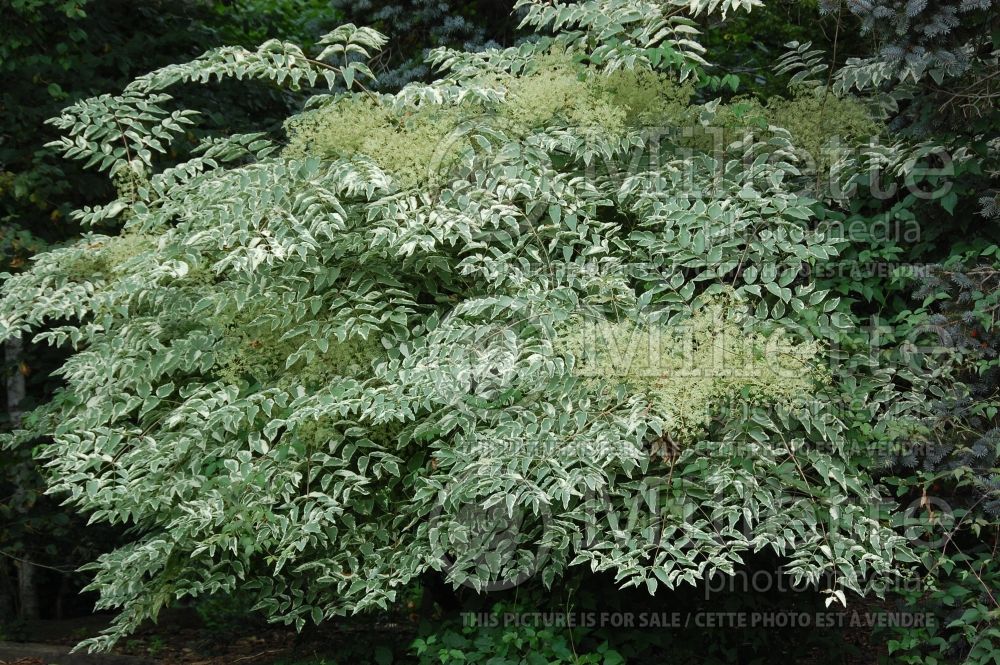 Aralia elata (Japanese angelica tree) 3